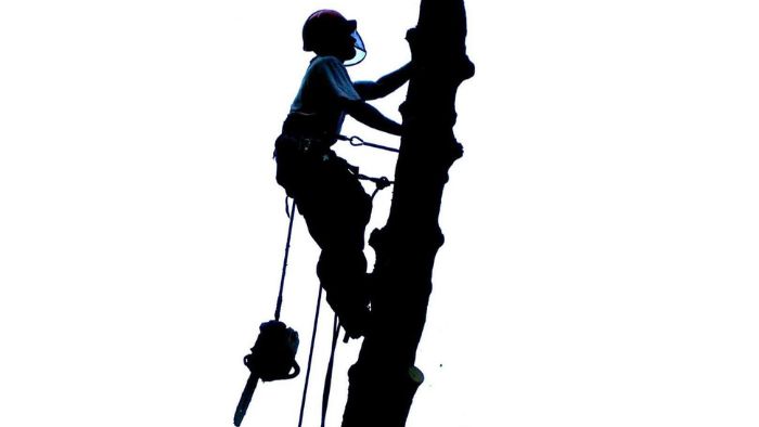 Belmont tree surgery